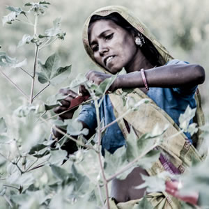 Woman pollinating cotton by hand, near Poshina, Gujarat, India